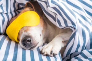 Dog laying in bed wearing sleeping mask