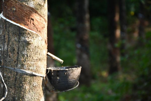 Natural Latex Rubber Tree